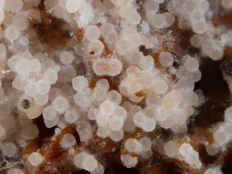 Hypomyces orthosporus